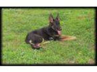German Shepherd Dog Puppy for sale in Liberty, KY, USA