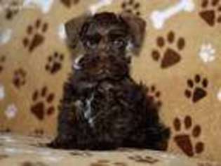 Mutt Puppy for sale in Paris, TX, USA