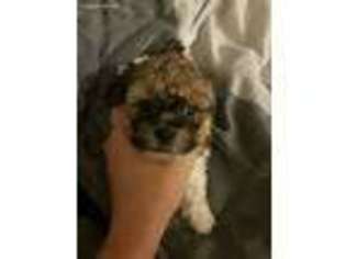Mutt Puppy for sale in Grove City, OH, USA