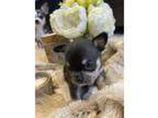 Chihuahua Puppy for sale in Suffield, CT, USA