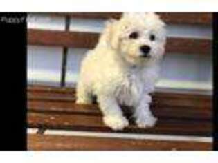 Bichon Frise Puppy for sale in Halifax, VA, USA