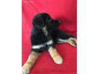 German Shepherd Dog Puppy for sale in Elizabeth, CO, USA