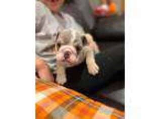 Bulldog Puppy for sale in Mount Tremper, NY, USA