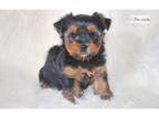 Yorkshire Terrier Puppy for sale in Kansas City, MO, USA