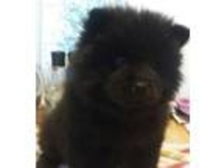 Chow Chow Puppy for sale in Macon, GA, USA