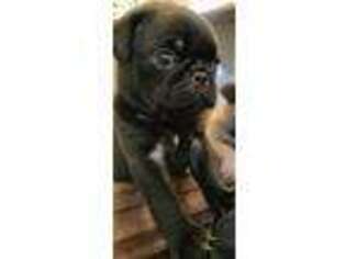 Pug Puppy for sale in Meansville, GA, USA