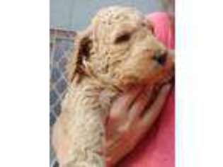 Goldendoodle Puppy for sale in Magalia, CA, USA
