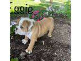 Bulldog Puppy for sale in Dorchester, WI, USA