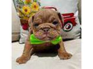 Bulldog Puppy for sale in Sodus, NY, USA