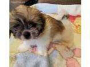 Shih-Poo Puppy for sale in Plant City, FL, USA