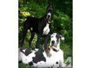 Great Dane Puppy for sale in HADLEY, PA, USA