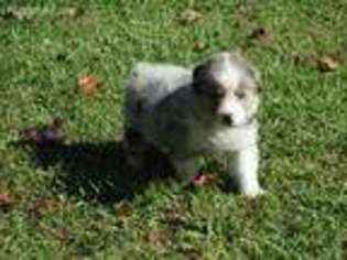 Australian Shepherd Puppy for sale in Charleston, WV, USA
