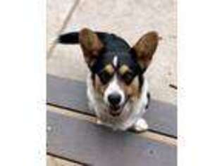 Cardigan Welsh Corgi Puppy for sale in Falcon, CO, USA