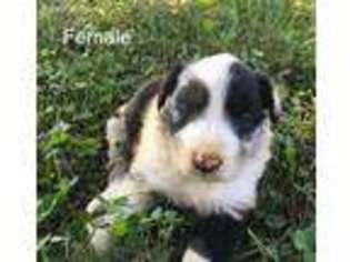 Australian Shepherd Puppy for sale in Albertville, AL, USA