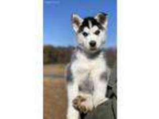 Siberian Husky Puppy for sale in Nokesville, VA, USA