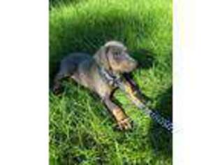 Doberman Pinscher Puppy for sale in Germantown, MD, USA