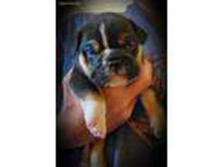 Bulldog Puppy for sale in Hillsdale, MI, USA