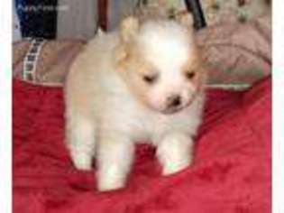 Pomeranian Puppy for sale in Elbert, CO, USA