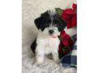 Shorkie Tzu Puppy for sale in Warsaw, NY, USA