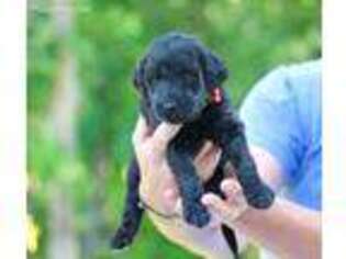 Goldendoodle Puppy for sale in Murrayville, GA, USA