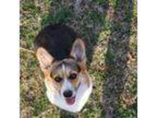 Pembroke Welsh Corgi Puppy for sale in Hume, MO, USA