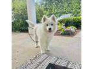 Samoyed Puppy for sale in Chelmsford, MA, USA