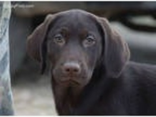 Labrador Retriever Puppy for sale in Exeter, MO, USA