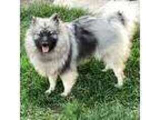Keeshond Puppy for sale in Bradford, OH, USA