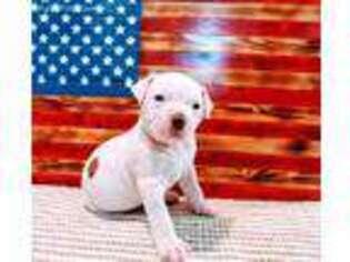 American Bulldog Puppy for sale in Trenton, MO, USA