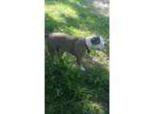 Olde English Bulldogge Puppy for sale in Floral City, FL, USA