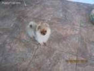 Pomeranian Puppy for sale in Englewood, FL, USA