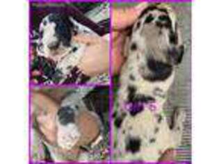Great Dane Puppy for sale in Brenton, WV, USA