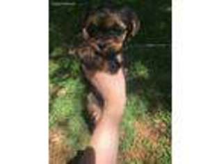 Yorkshire Terrier Puppy for sale in Brunswick, GA, USA