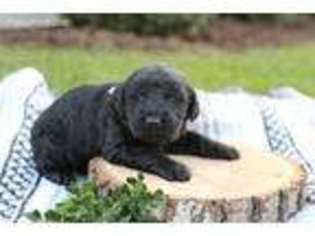 Labradoodle Puppy for sale in Atglen, PA, USA