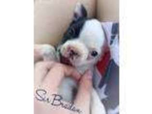 Boston Terrier Puppy for sale in Roxana, IL, USA