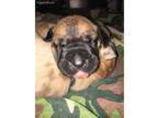 Great Dane Puppy for sale in Byron, GA, USA