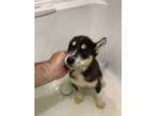 Siberian Husky Puppy for sale in Trenton, FL, USA