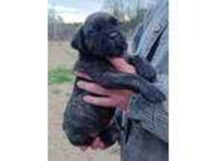 Cane Corso Puppy for sale in Salters, SC, USA