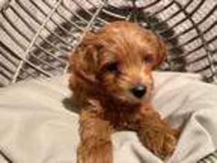 Goldendoodle Puppy for sale in White Pigeon, MI, USA