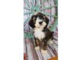 Mutt Puppy for sale in Wallingford, KY, USA