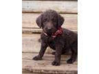 Labradoodle Puppy for sale in Rocky Mount, VA, USA