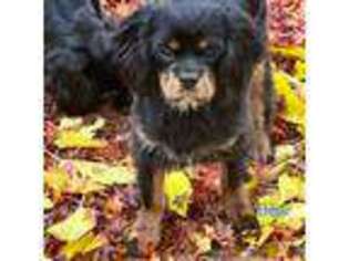Cavalier King Charles Spaniel Puppy for sale in Sacramento, CA, USA