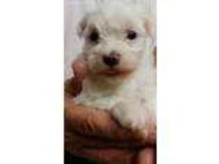 Maltese Puppy for sale in Defuniak Springs, FL, USA