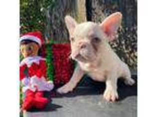 French Bulldog Puppy for sale in Hephzibah, GA, USA
