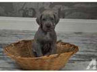 Great Dane Puppy for sale in STANTON, MI, USA