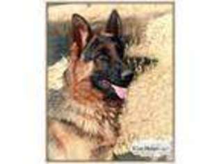 German Shepherd Dog Puppy for sale in UKIAH, CA, USA