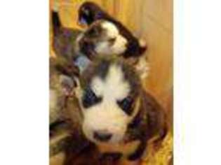 Siberian Husky Puppy for sale in Windyville, MO, USA