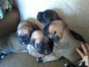 Mastiff Puppy for sale in WAKARUSA, KS, USA