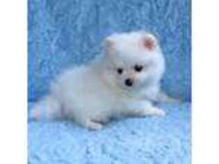 Pomeranian Puppy for sale in Pavilion, NY, USA