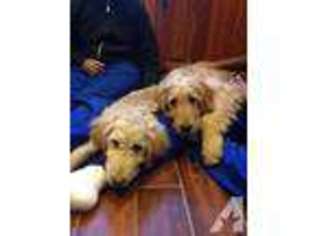 Goldendoodle Puppy for sale in FARIBAULT, MN, USA